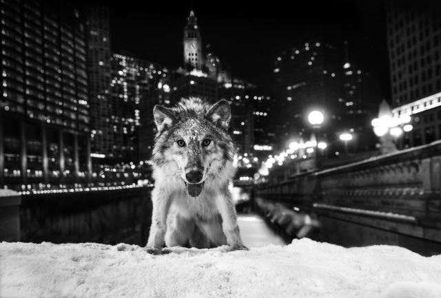 David Yarrow, ‘Sweet Home Chicago’, 2017, Photography, Archival Pigment Print, Hilton Asmus