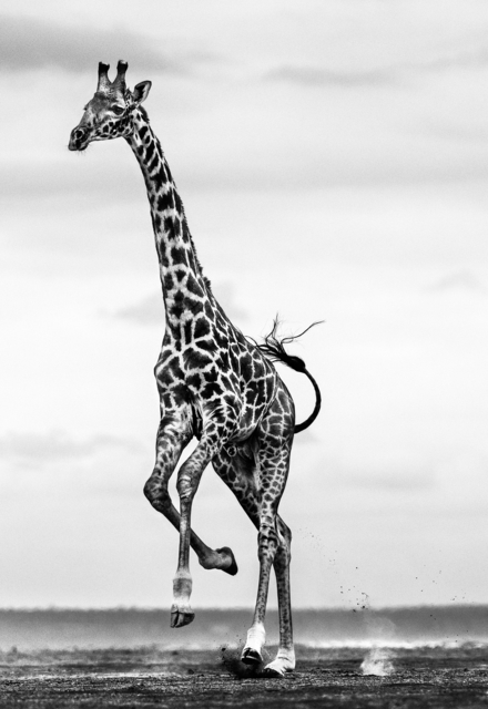 David Yarrow, ‘Hoof It’, 2019, Fineart Oslo