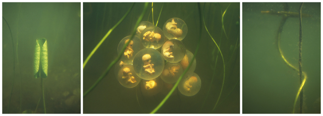 Margot Quan Knight, ‘Lily (triptych)’, 2005, Photography, Lambda print on aluminium, Gagliardi e Domke