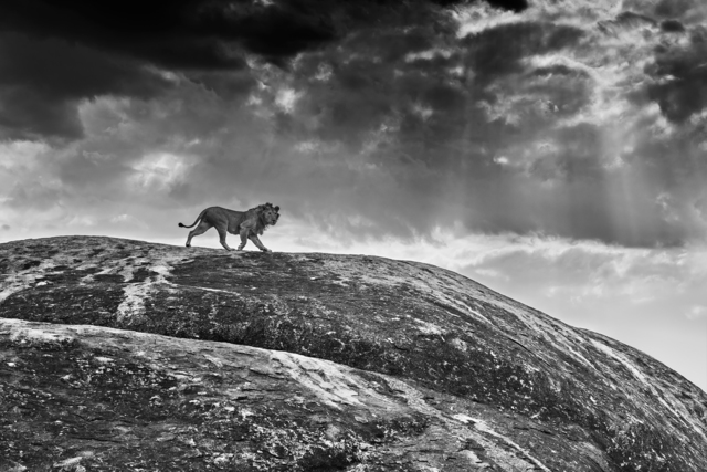 David Yarrow, ‘Rock Star’, 2016, Holden Luntz Gallery