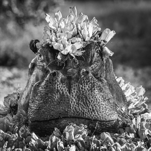 David Yarrow, ‘Royal Ascot’, 2017, Photography, Digital Pigment Print on Archival 315gsm Hahnemuhle Photo Rag Baryta Paper, Isabella Garrucho Fine Art