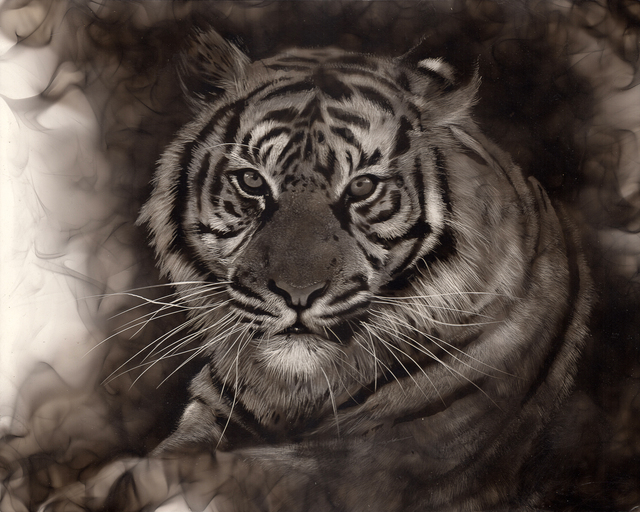 Steven Spazuk, ‘Tiger’, 2020, Painting, Soot from fire on gessoed panel, Adelson Galleries