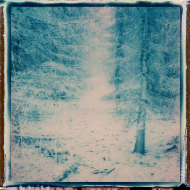 Julia Beyer, ‘Forest Musings’, 2017, Instantdreams