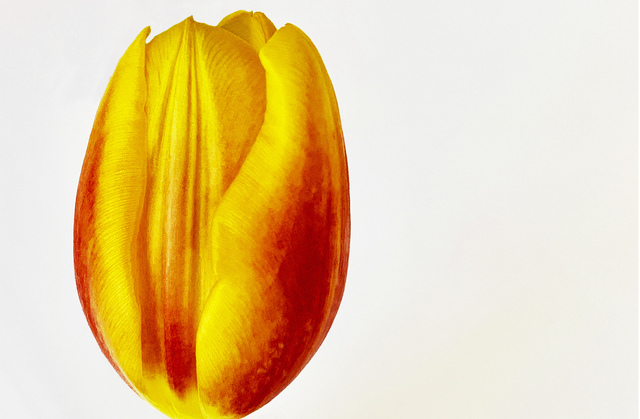 Joel Grey, ‘Tulip’, ca. 2018, Staley-Wise Gallery