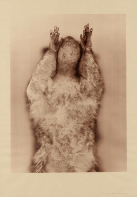 Ann Hamilton, ‘Brown Greater Galago (Sepia)’, Gemini G.E.L. at Joni Moisant Weyl