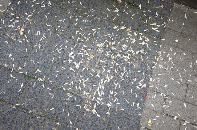 Sunflower Seeds