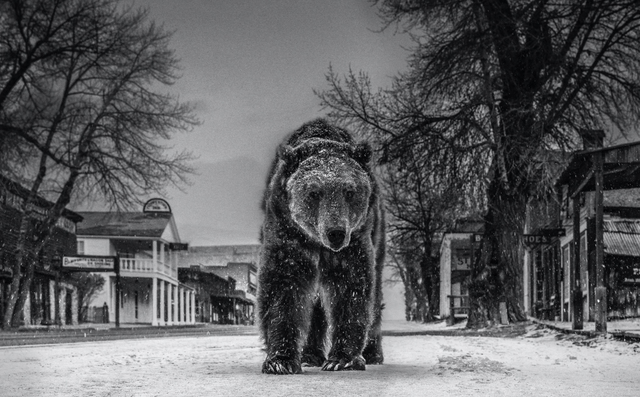 David Yarrow, ‘Out of Towner’, ca. 2019, Photography, Archival Pigment Print, Samuel Lynne Galleries