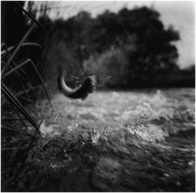 Charles Lindsay, ‘Brown Trout, California’, 1996, Aperture Foundation