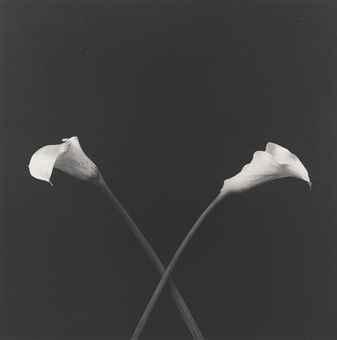 Robert Mapplethorpe - Calla Lilies