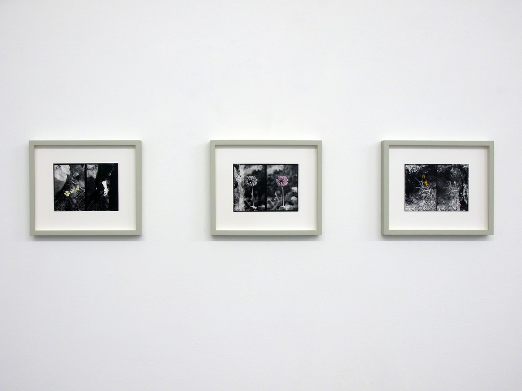 Uriel Orlow, Double Vision (Native Plants), 2013
Hand-tinted black and white silver gelatin fiber-based prints, 24 x 29 cm Uriel Orlow, Double Vision (Native Plants), 2013
Hand-tinted black and white silver gelatin fiber-based prints, 24 x 29 cm