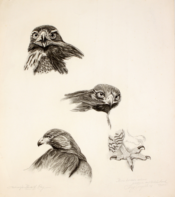 Tony Angell, ‘Western Redtailed Hawk’, 1971, Foster/White Gallery