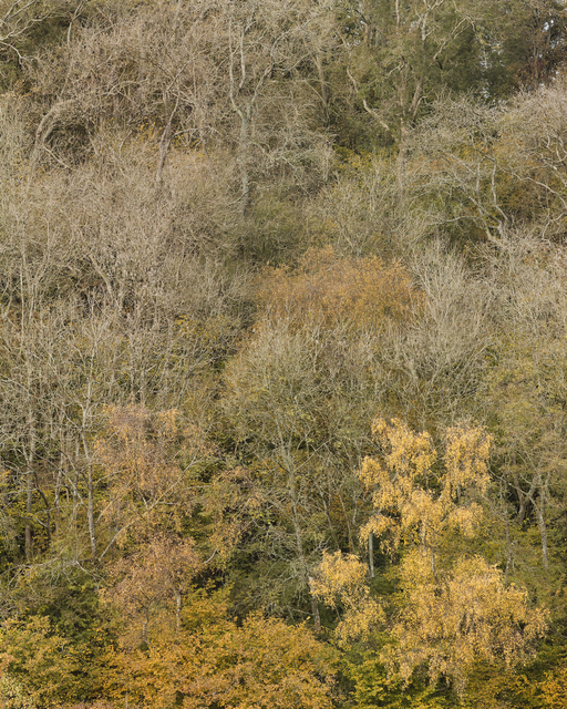 Leon Steele, ‘Heath #6’, 2011, Photography, Chromogenic Print, Wren London