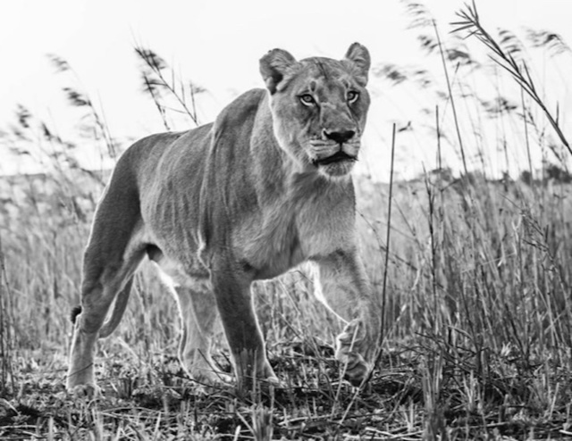 David Yarrow, ‘The Green Green Grass of Home’, 2016, Isabella Garrucho Fine Art