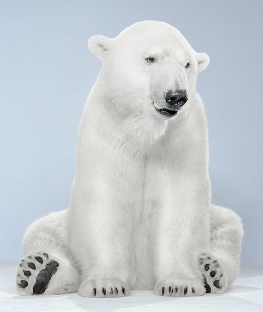 Jill Greenberg, ‘21-9 (Agee Polar Bear 8_10 Vancouver)’, 2007, Bau-Xi Gallery
