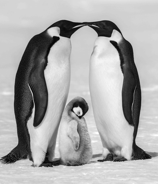 David Yarrow, ‘Contentment II’, 2010, Photography, Archival Pigment Print, Maddox Gallery
