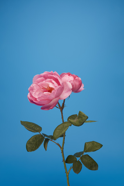 Luke Stephenson, ‘Skylark’, 2017, The Photographers' Gallery | Print Sales