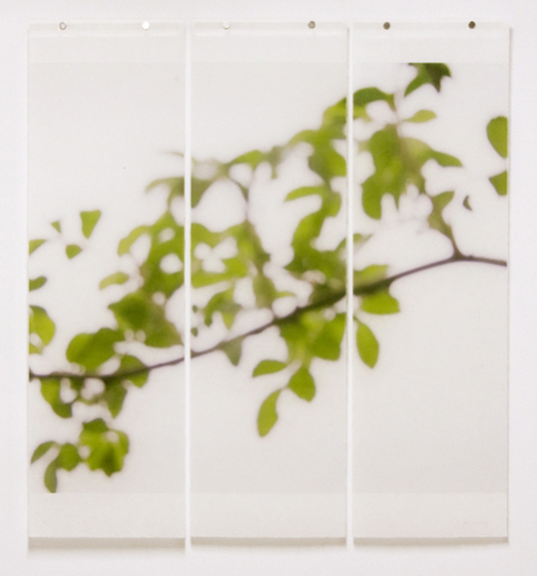 Jeri Eisenberg, ‘First Foliage (Bramble)’, 2009, Carrie Haddad Gallery