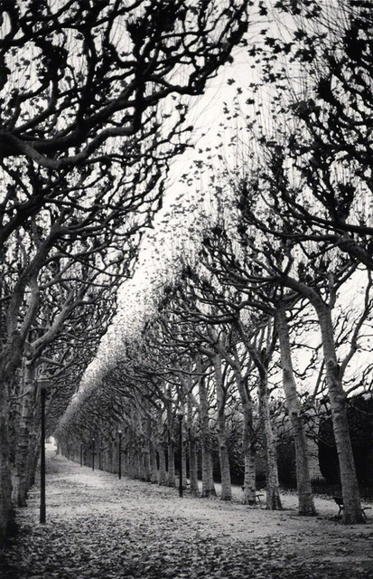 Michael Kenna, ‘Jardin des Plantes, Study 1, Paris, France’, 1988, Photography, Sepia toned gelatin silver, PDNB Gallery