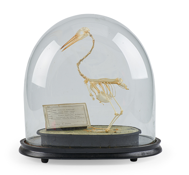 Sarah Seaver, ‘Javan Pond Heron’, Other, Rago/Wright