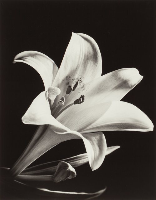 Edward W. Quigley, ‘Lily’, circa 1940s, Heritage Auctions