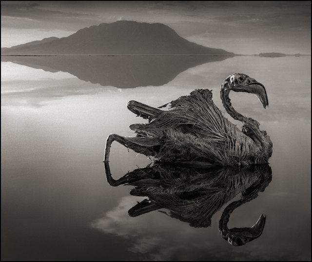Nick Brandt, ‘Petrified Reflected Flamingo, Lake Natron ’, 2010, Atlas Gallery