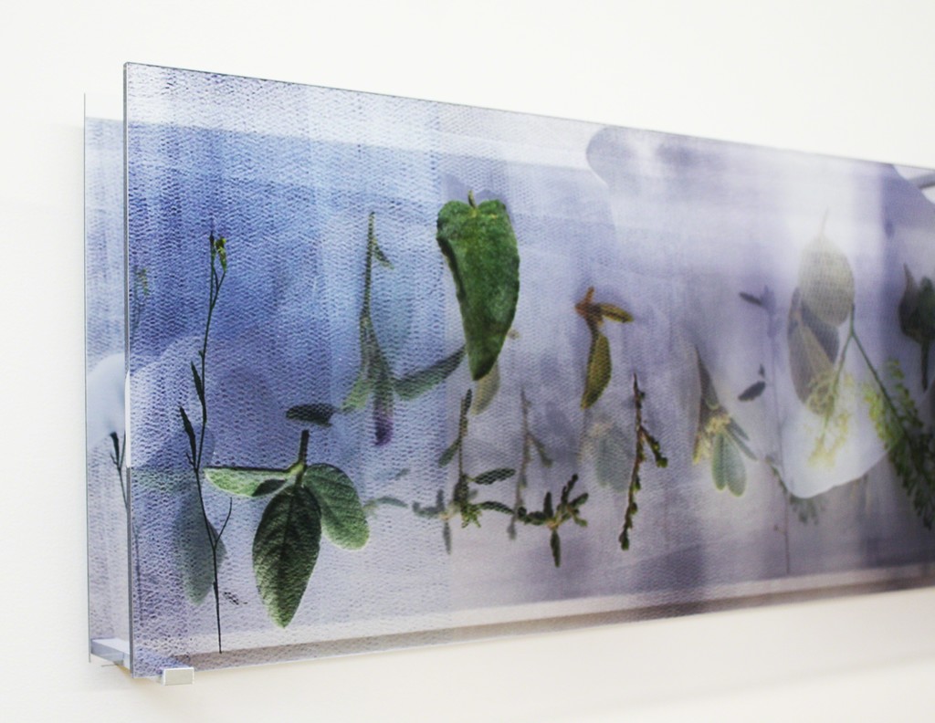 Installation View, Janet Laurence 'Works from the Kimberly trip' Installation View, Janet Laurence 'Works from the Kimberly trip'