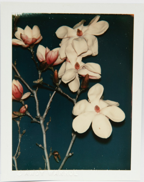Andy Warhol, ‘Andy Warhol, Polaroid Photograph of Flowers, 1980’, 1980, Hedges Projects
