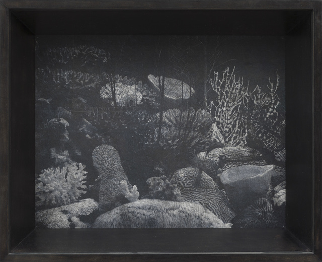 Patrick Van Caeckenbergh, ‘Corals of Australia and the Indo-Pacific (spring 2013)’, 2013, Zeno X Gallery