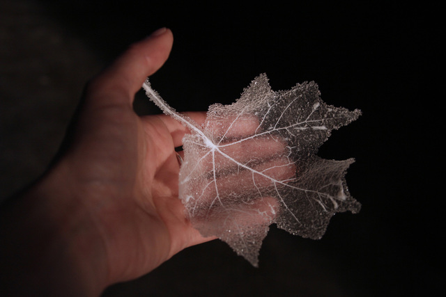 Anne Petters, ‘Leaf’, 2015, Bullseye Projects