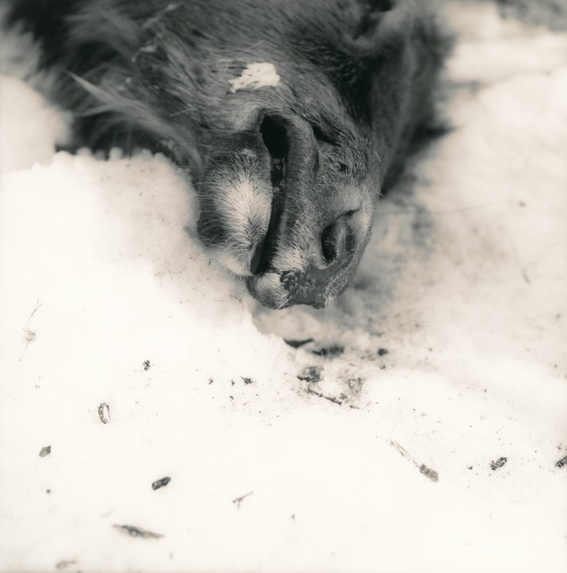 Ken Rosenthal, ‘Frozen’, 2010, Photography, Split-Toned Gelatin Silver Print, photo-eye Gallery