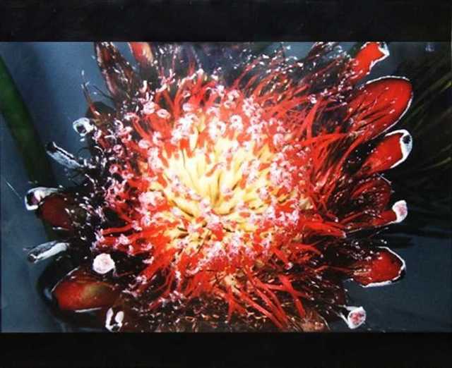 Nobuyoshi Araki, ‘Flower’, 1990, Malin Gallery
