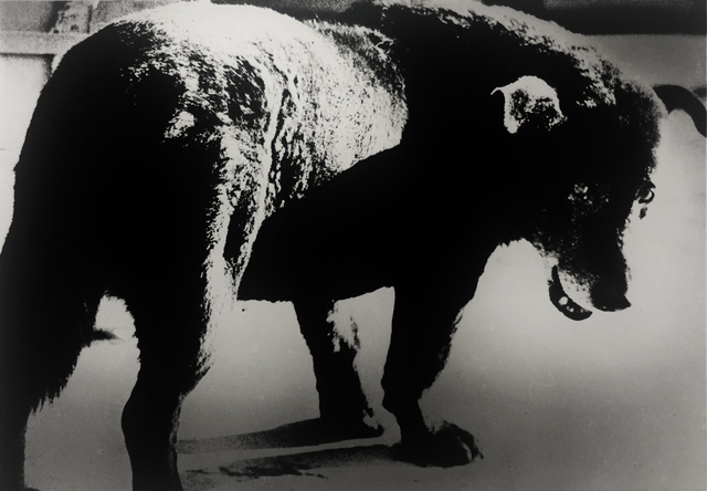 Daido Moriyama, ‘Stray Dog, Misawa’, 1971, Bruce Silverstein Gallery