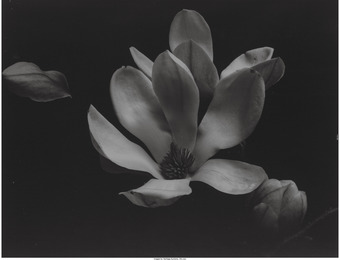 Calla Lily II, Timeless Constructs, Lily X, and Magnolia I (four photographs)