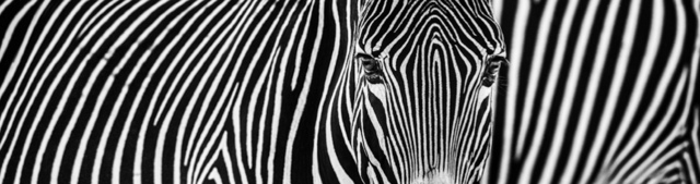 David Yarrow, ‘Parallel Lines’, 2018, Photography, Archival Pigment Print, Hilton Asmus