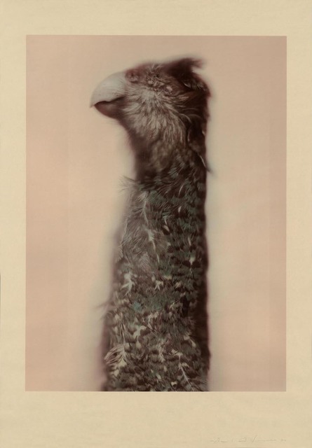 Ann Hamilton, ‘Kakapo Ground Parrot’, 2017, Gemini G.E.L. at Joni Moisant Weyl