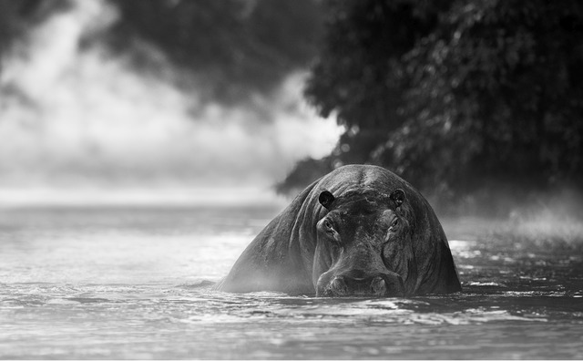 David Yarrow, ‘The river monster’, 2018, Fineart Oslo