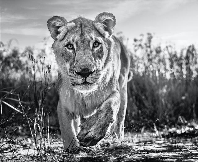 David Yarrow, ‘Intent’, 2020, Photography, Archival Pigment Print, Hilton Asmus