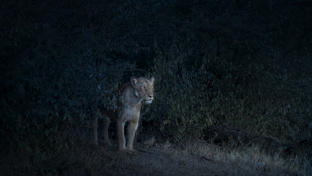 David Burdeny, ‘Nocturne Lioness, Maasai Mara, Kenya’, 2019, Galerie de Bellefeuille