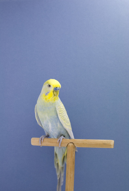 Luke Stephenson, ‘Budgie #7, from The Incomplete Dictionary of Show Birds’, 2008, The Photographers' Gallery | Print Sales