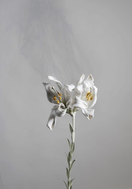 Ori Gersht, ‘Lilium candidum D05’, 2018, Photography, Archival pigment print, Talley Dunn Gallery