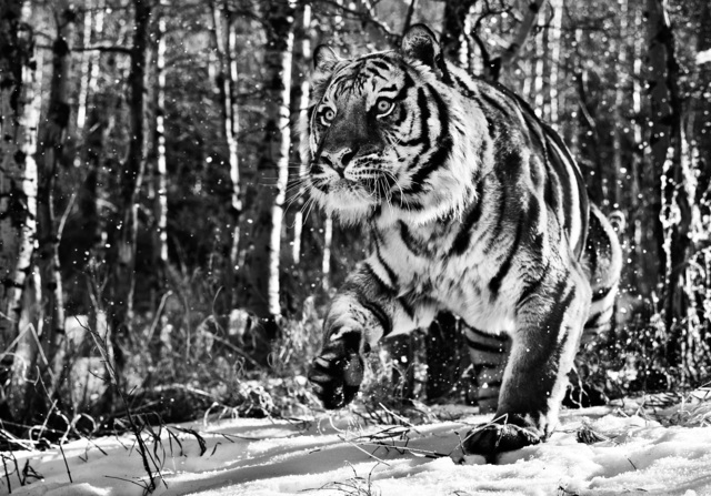 David Yarrow, ‘Cold Mountain ’, 2016, Photography, Digital Pigment Print on Archival 315gsm Hahnemuhle Photo Rag Baryta Paper, Isabella Garrucho Fine Art