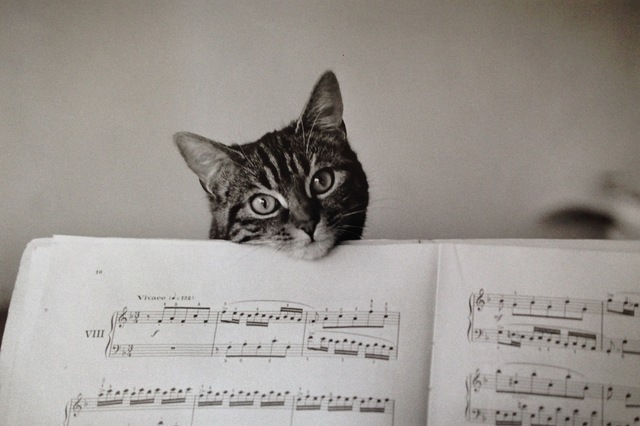 Edouard Boubat Le Chat Musicien Paris 1981 Artsy