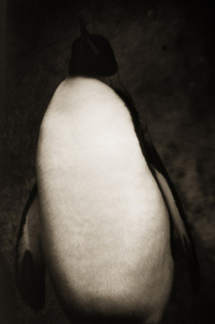 Henry Horenstein, ‘Emperor Penguin (Aptenodytes forsteri)’, ca. 1995-2001, ClampArt
