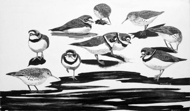 Tony Angell, ‘Semipalmated Plovers & Western Sandpipers at Dungeness’, 1981, Foster/White Gallery