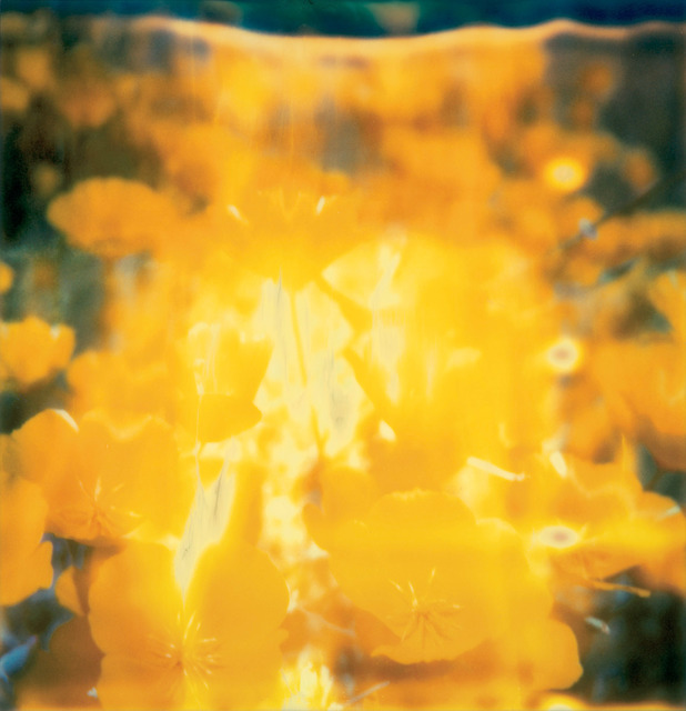 Stefanie Schneider, ‘Yellow Flower’, 2005, Photography, Analog C-Print, hand-printed by the artist on Fuji Crystal Archive Paper, based on a Polaroid, mounted on Aluminum with matte UV-Protection, Instantdreams