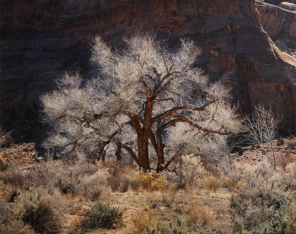 Christopher Burkett, ‘Cottonwood and Light, Utah’, 1987-printed 1993, Photography, Cibachrome print, Scott Nichols Gallery