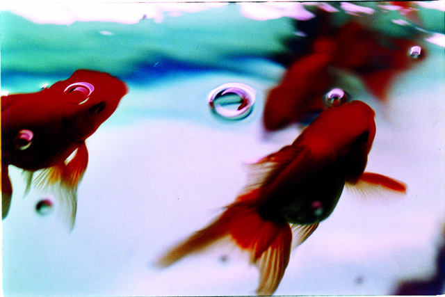 Mika Ninagawa, ‘Liquid Dreams’, 2003, C-print mounted on plexiglas, frame, Tomio Koyama Gallery