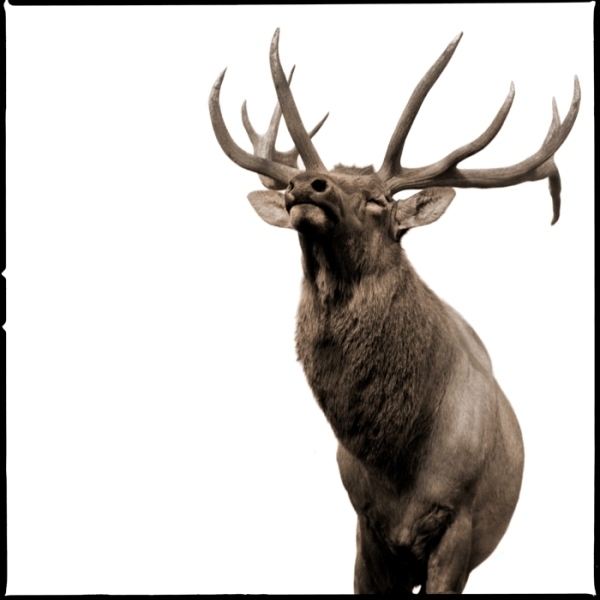 Nine Francois, ‘Elk II’, 2017, Julie Nester Gallery