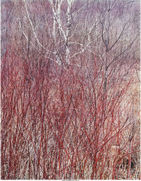 In the Wilderness Portfolio (ten photographs)