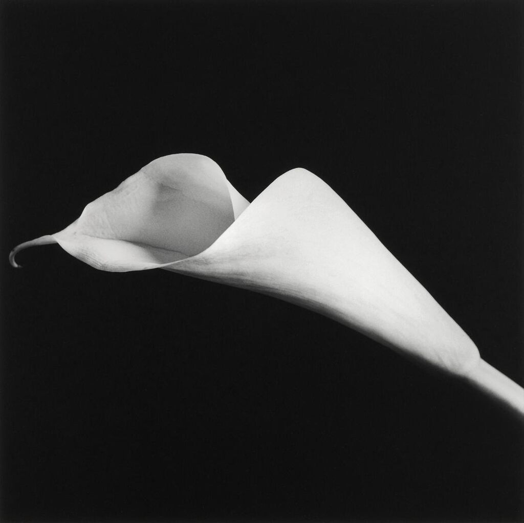 Robert Mapplethorpe - Calla Lily